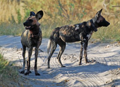 Wild dogs.jpg