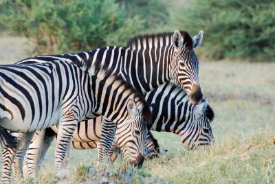 Zebra closeup.jpg