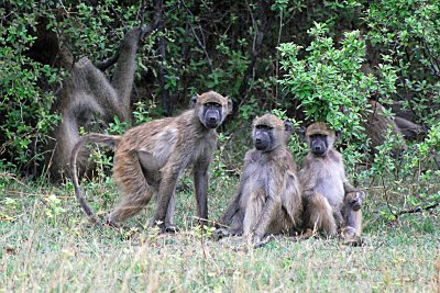 baboon family group.jpg