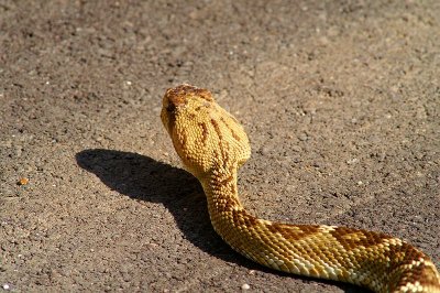Mojave Rattlesnake