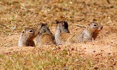 Rock Squirrel's