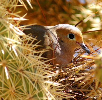 Dove on Nest