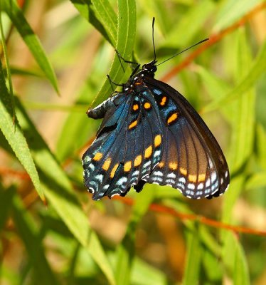Red- Spotted Purple