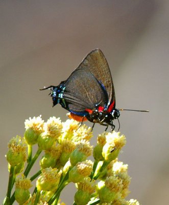 Great Blue Hairstreak