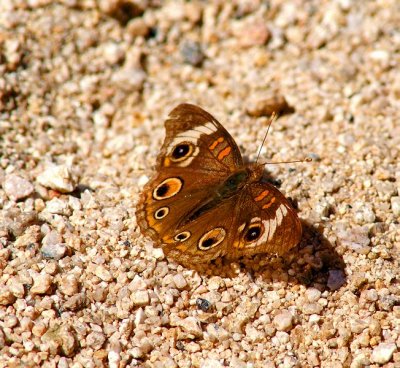 Common Buckeye