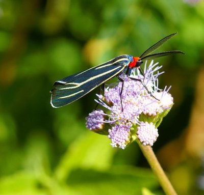 Veined Ctenucha Moth