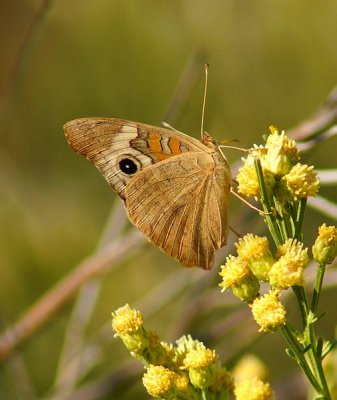 Common Buckeye