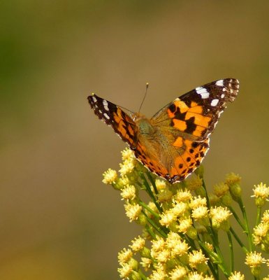 Painted Lady