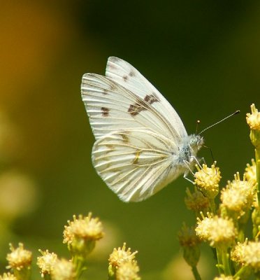 Checkered White