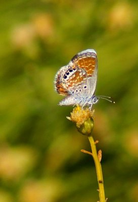 Western Pygmy-Blue