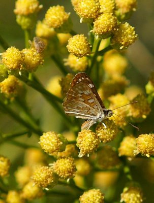 Palmers Metalmark