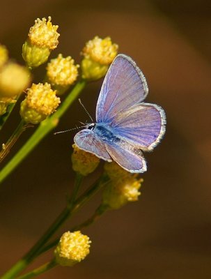 Ceraunus Blue