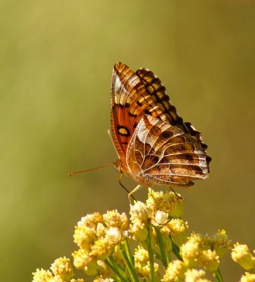 Variegated Fritillary