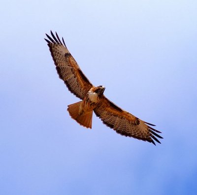 Red-Tailed Hawk #2