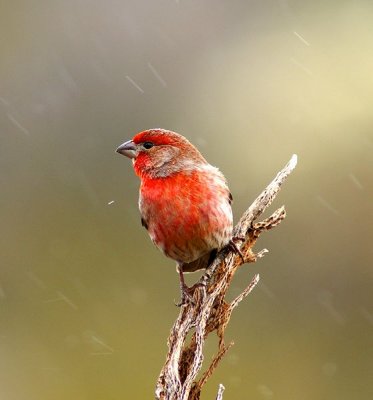 House Finch In The Rain
