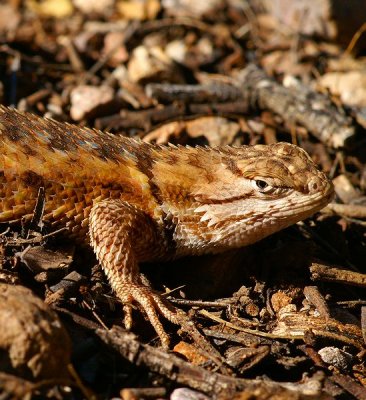 Desert Spiny Lizard