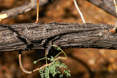 Ornate Tree Lizard