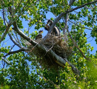 Blue Heron Nest