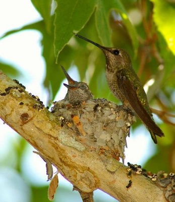 Female Rufous Hummer with baby's