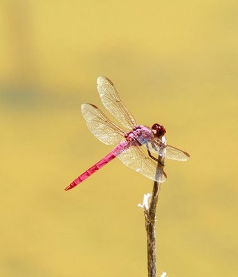 Carmine Skimmer