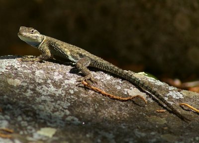 Mountain Spiney Lizard