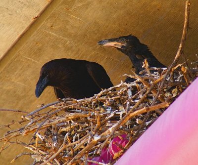 Mama & Baby Crow