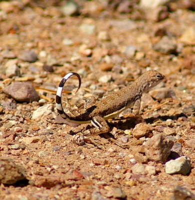 Zebra Tail Lizard