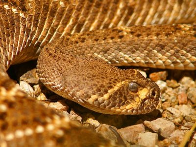 Western Diamondback