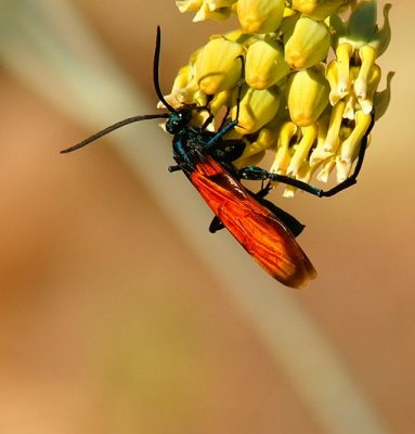 Tarantula Hawk