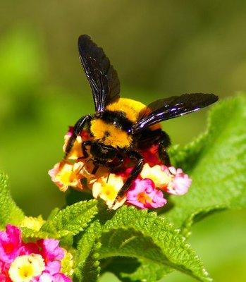 Sonoran Bumble Bee