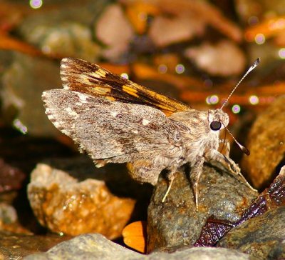 Arizona Giant Skipper