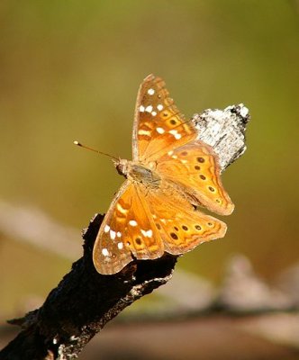 Hackberry Emperior