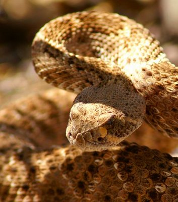 Diamondback