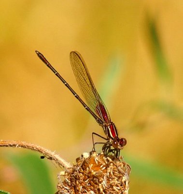 Ruby Damselfly