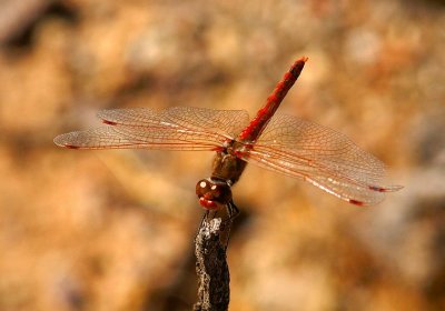 Varigated Meadowhawk