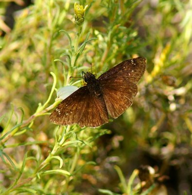 Northern Cloudywing