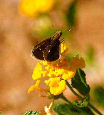 Eufala Skipper