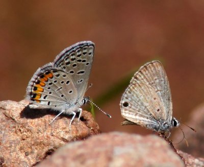 Acmon and Ceraunus Blue's