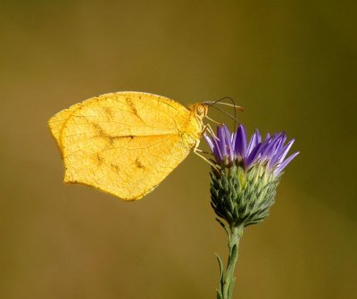 Tailed Orange