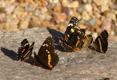 Bordered Patch