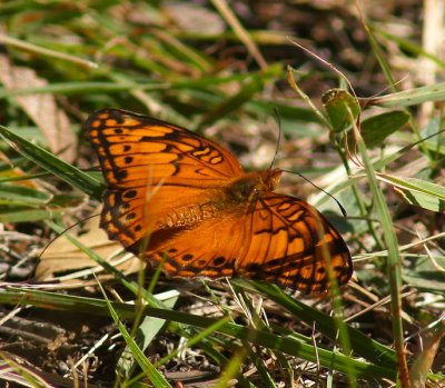 Mexican Fritillary