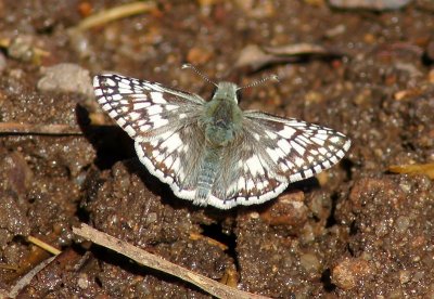  Checkered skipper