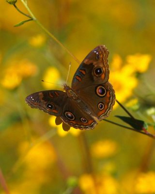 Tropical Buckeye