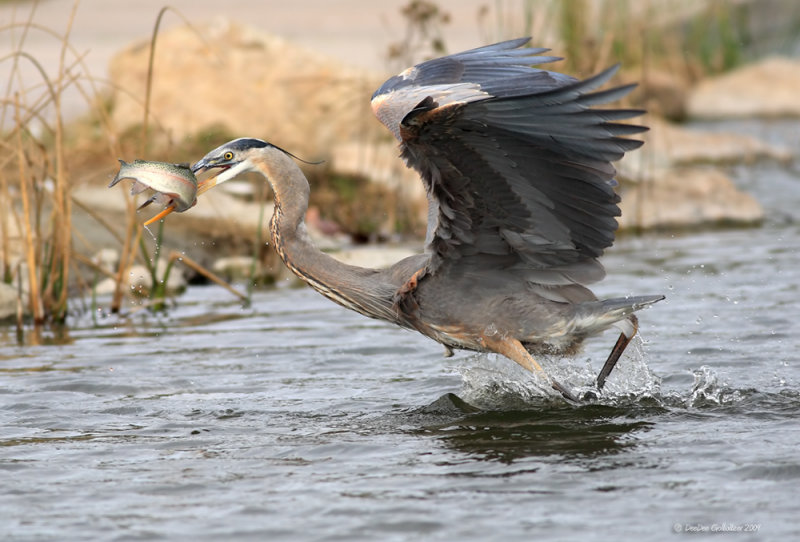 Great Blue Heron and Rainbow Trout