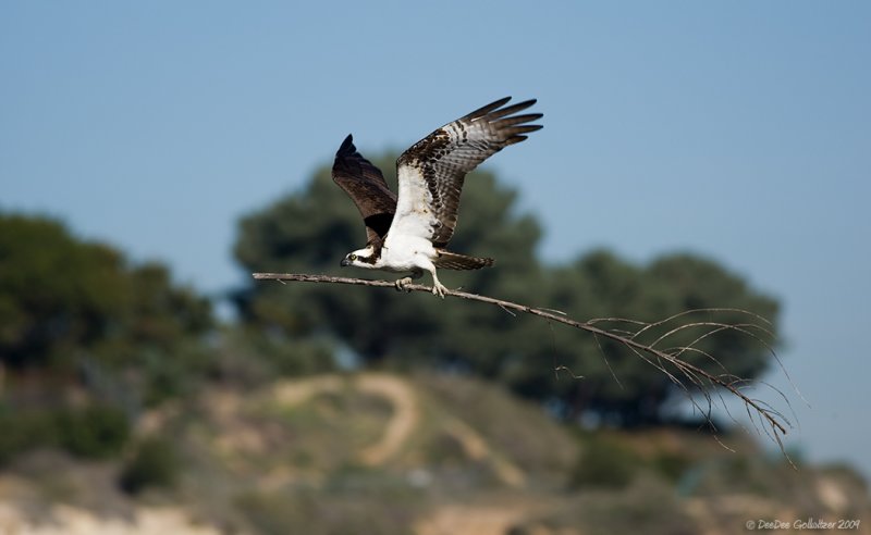 Dad Osprey Working Hard to Build the Nest