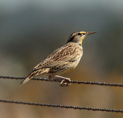 Meadow Lark