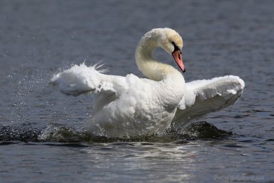 Muted Swan