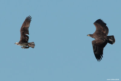 Juvenile Bald Eagle in Pursuit of The Osprey's Fish