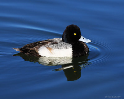 Lesser Scaup