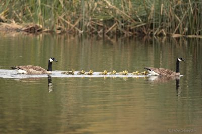 Canada Geese